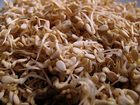 Sesame Sprouts - Natural