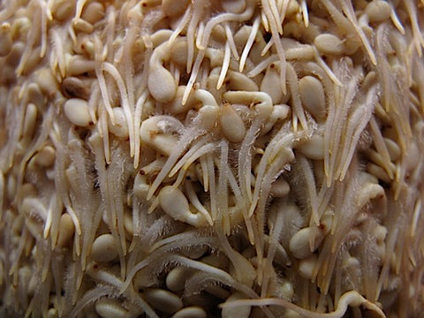 Sesame Sprouts - Natural