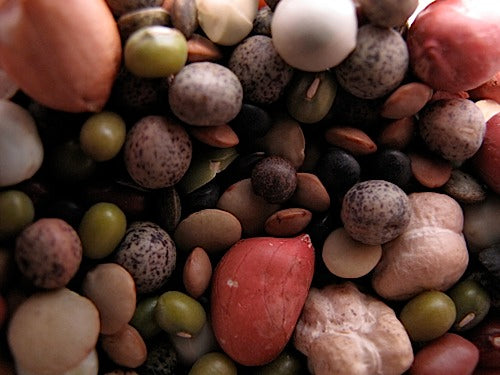 San Francisco Sprout Mix – Sproutpeople