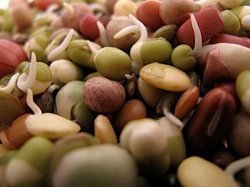 San Francisco Sprout Mix – Sproutpeople