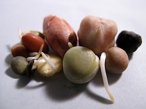 sprout出品 San Francisco Sprout Mix – Sproutpeople