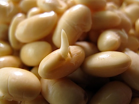 Soy Bean Sprouts