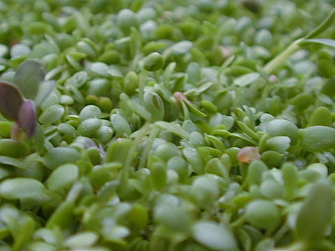 Spicy Mix Sprouts