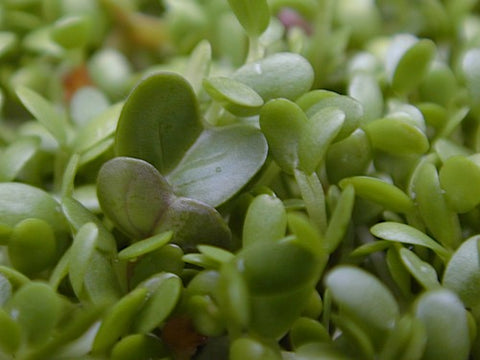 Spicy Mix Sprouts