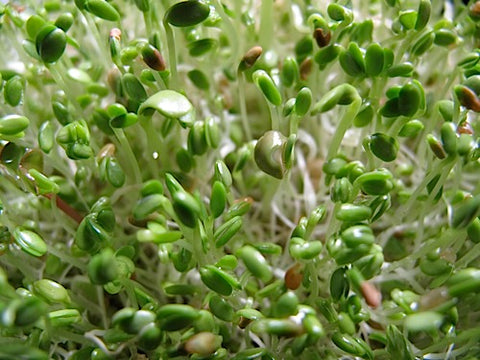 Spicy Mix Sprouts