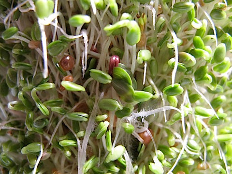 Spicy Mix Sprouts