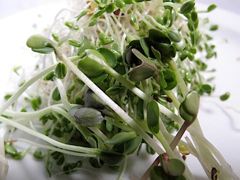 Spicy Mix Sprouts