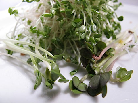 Spicy Mix Sprouts