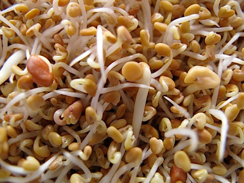 Spicy Mix Sprouts