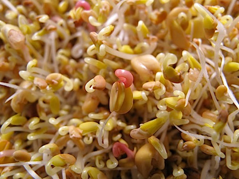 Spicy Mix Sprouts