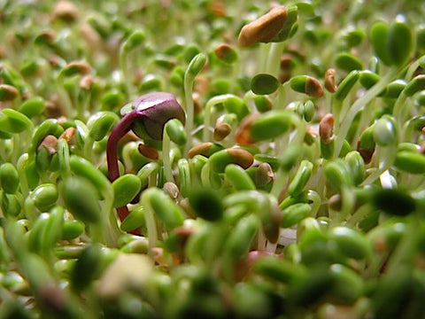 Spicy Mix Sprouts