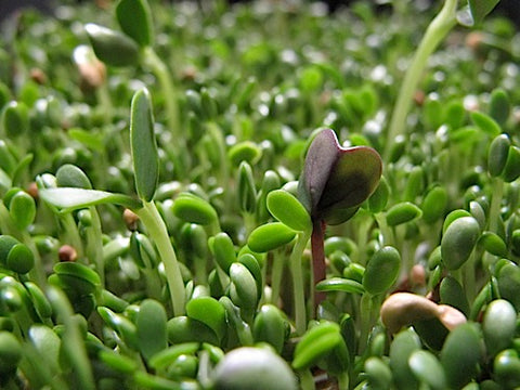 Spicy Mix Sprouts