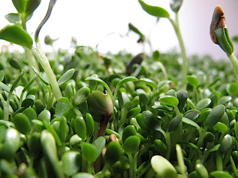 Spicy Mix Sprouts