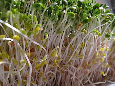 Spicy Mix Sprouts