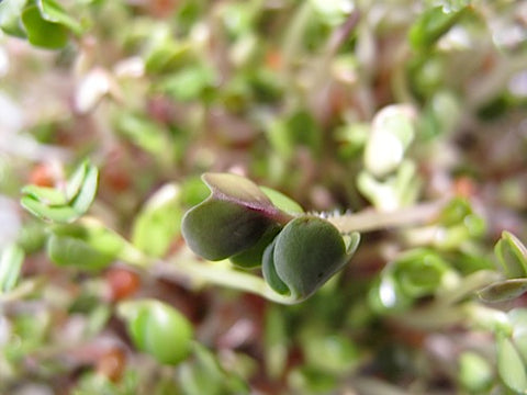 Spicy Salad Greens