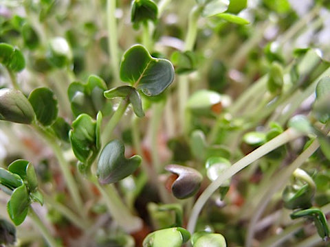 Spicy Salad Greens