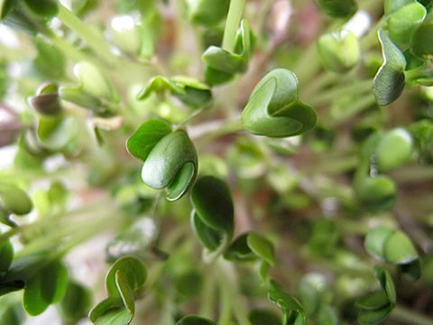 Spicy Salad Greens