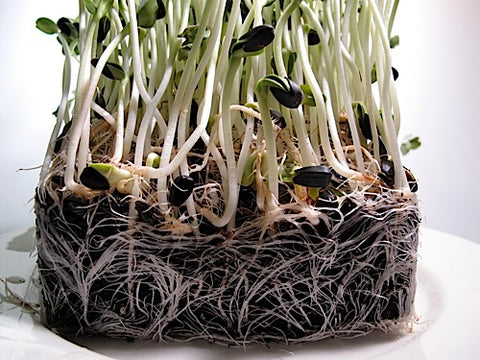 sprouting sunflower seeds for planting Sunflower Greens – Sproutpeople