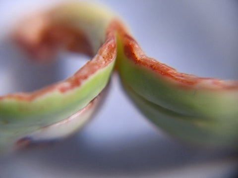 Sunflower Sprouts