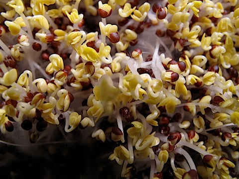 Tatsoi Micro-Greens