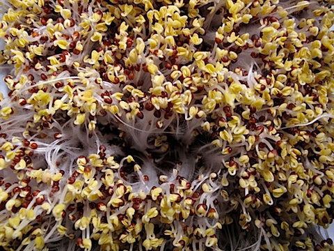 Tatsoi Micro-Greens