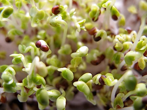 Tatsoi Micro-Greens