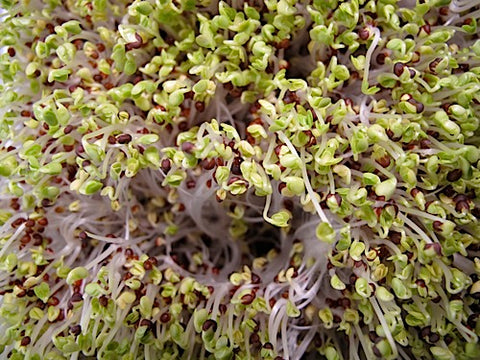 Tatsoi Micro-Greens