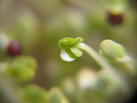 Tatsoi Micro-Greens