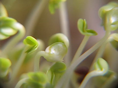 Tatsoi Micro-Greens