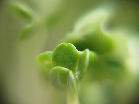 Tatsoi Micro-Greens