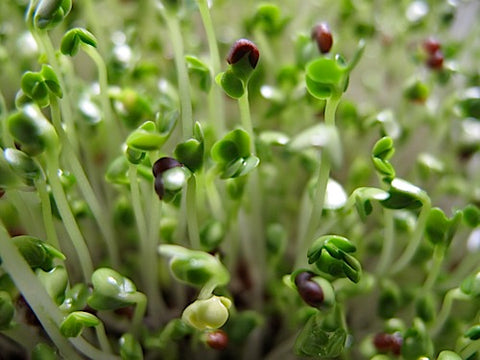 Tatsoi Micro-Greens