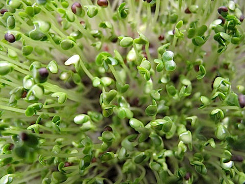 Tatsoi Micro-Greens