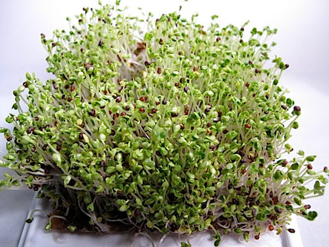 Tatsoi Micro-Greens