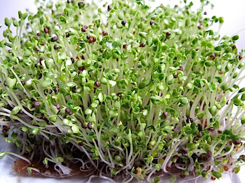 Tatsoi Micro-Greens