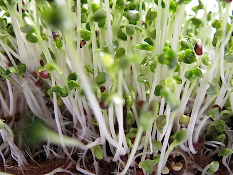 Tatsoi Micro-Greens