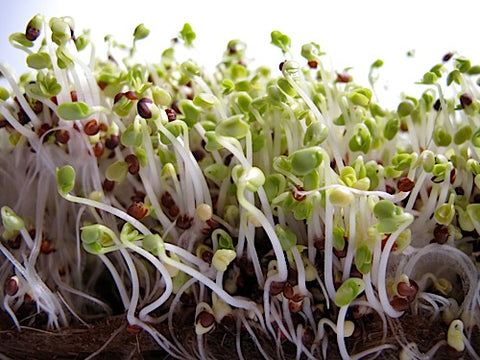 Tatsoi Micro-Greens