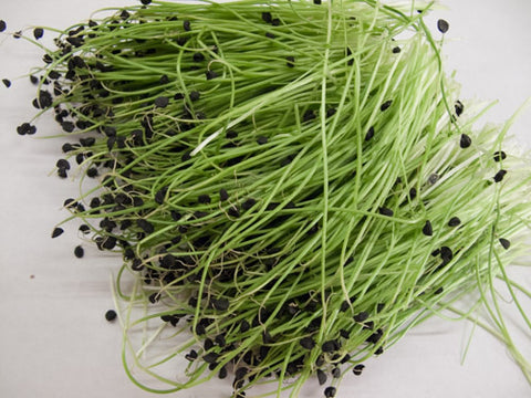 Spring Onion Micro-Greens