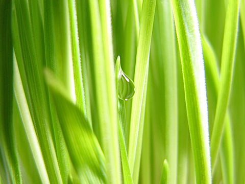 Triticale Grass