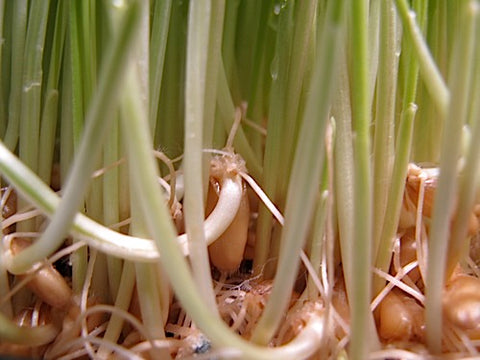 Triticale Grass