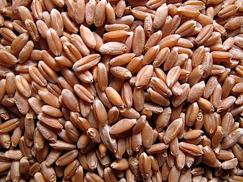 Wheat Sprouts