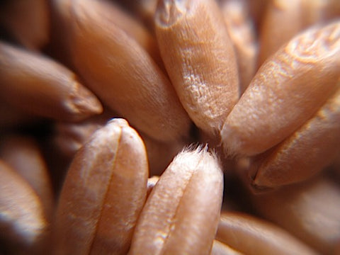 Wheat Sprouts