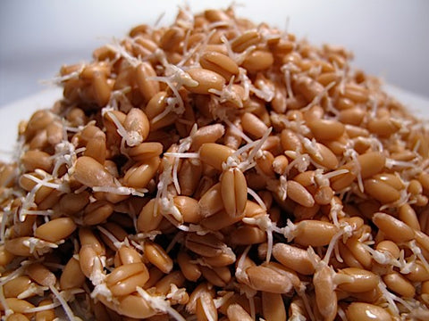 Wheat Sprouts