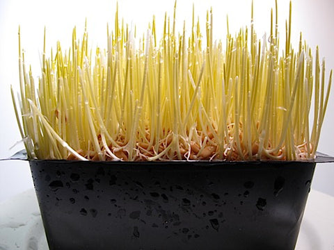 wheat plant in pot Wheatgrass – Sproutpeople