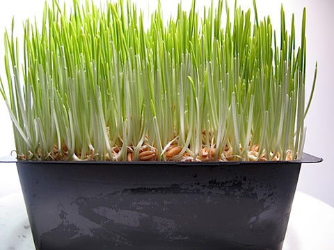 wheat plant in pot Wheatgrass – Sproutpeople