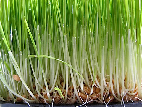 Wheatgrass