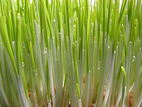 Wheatgrass