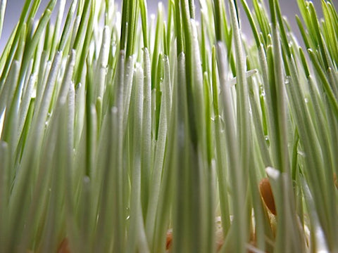 Wheatgrass