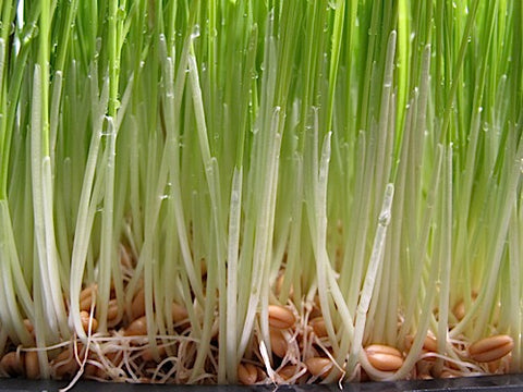 Wheatgrass