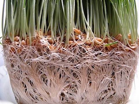 Wheatgrass – Sproutpeople