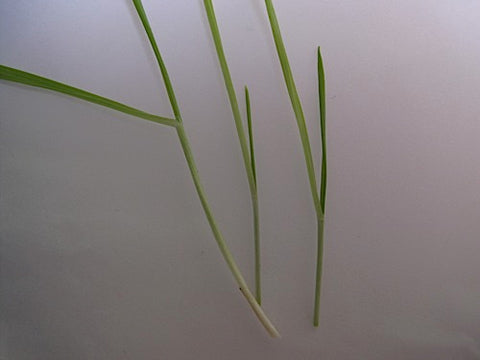 wheatgrass seeds for planting Wheatgrass – Sproutpeople